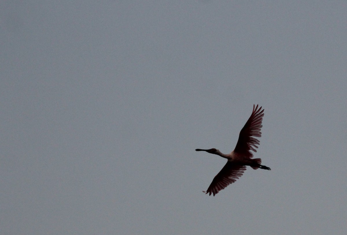 Roseate Spoonbill - ML646657325