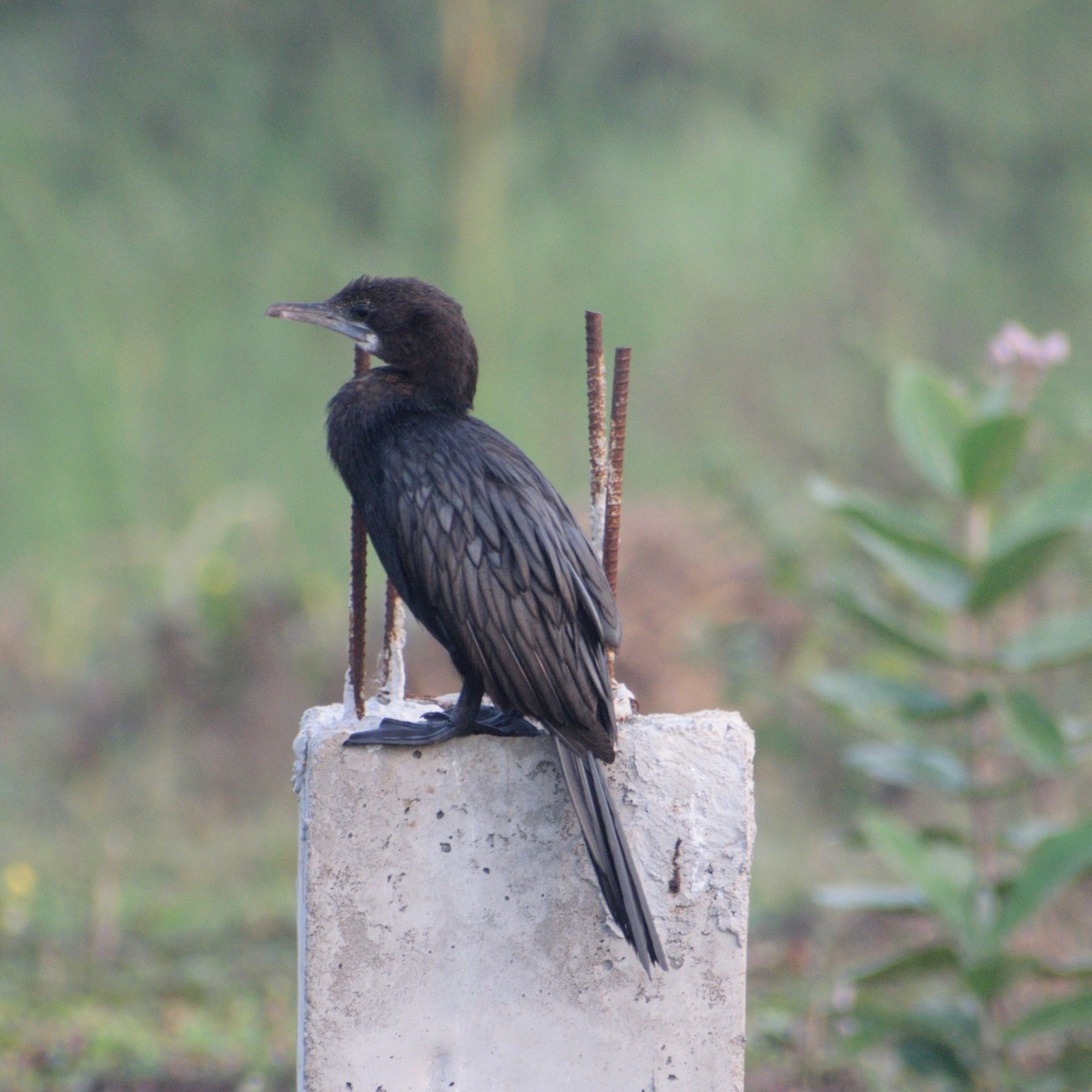 Little Cormorant - ML646657328