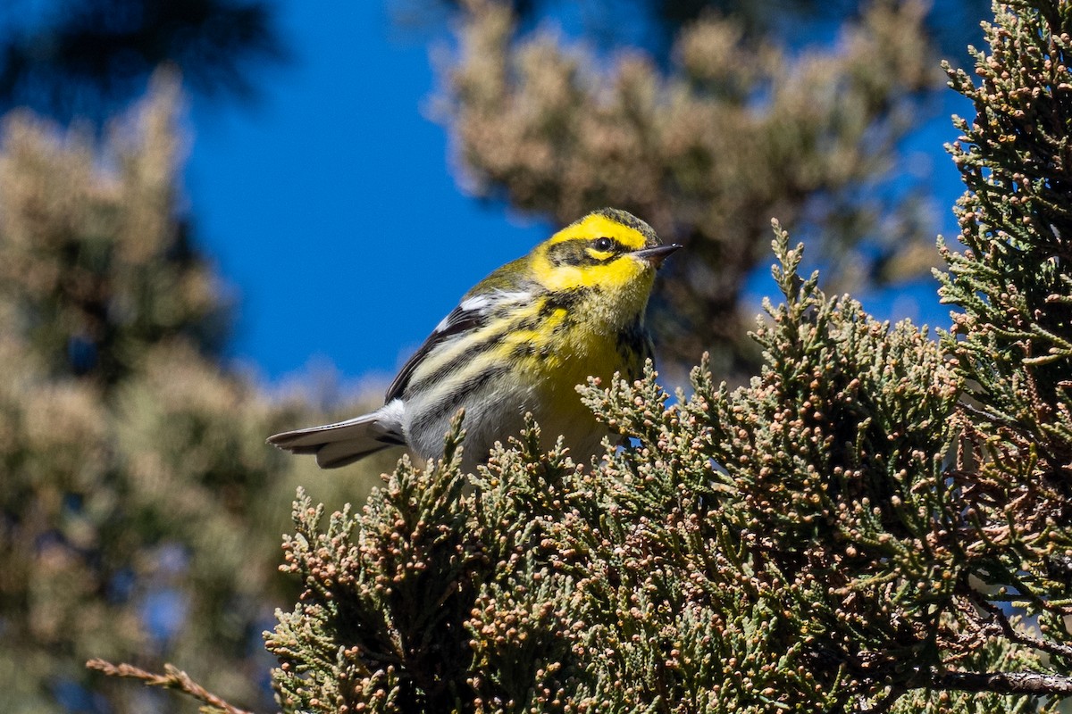 Townsend's Warbler - ML646657331