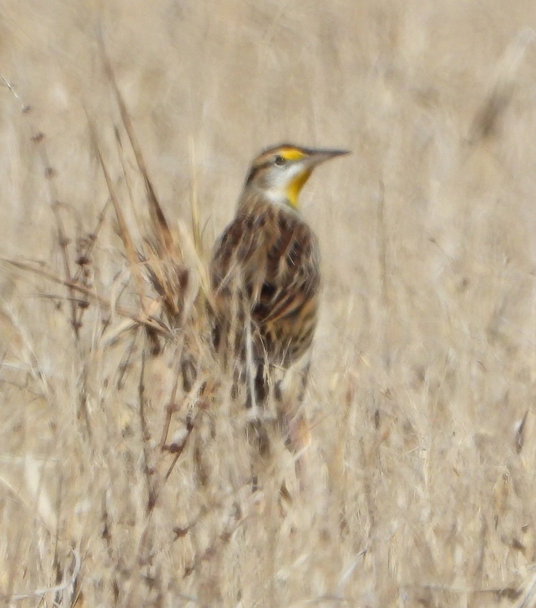 Sturnelle des prés - ML646657342