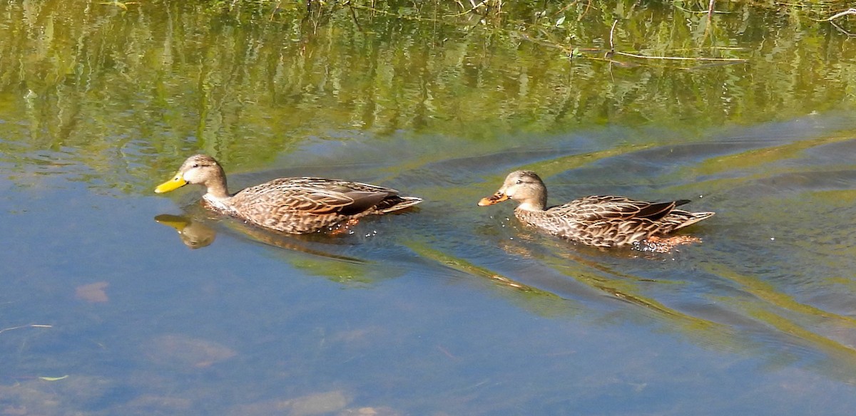 Mottled Duck - ML646657343