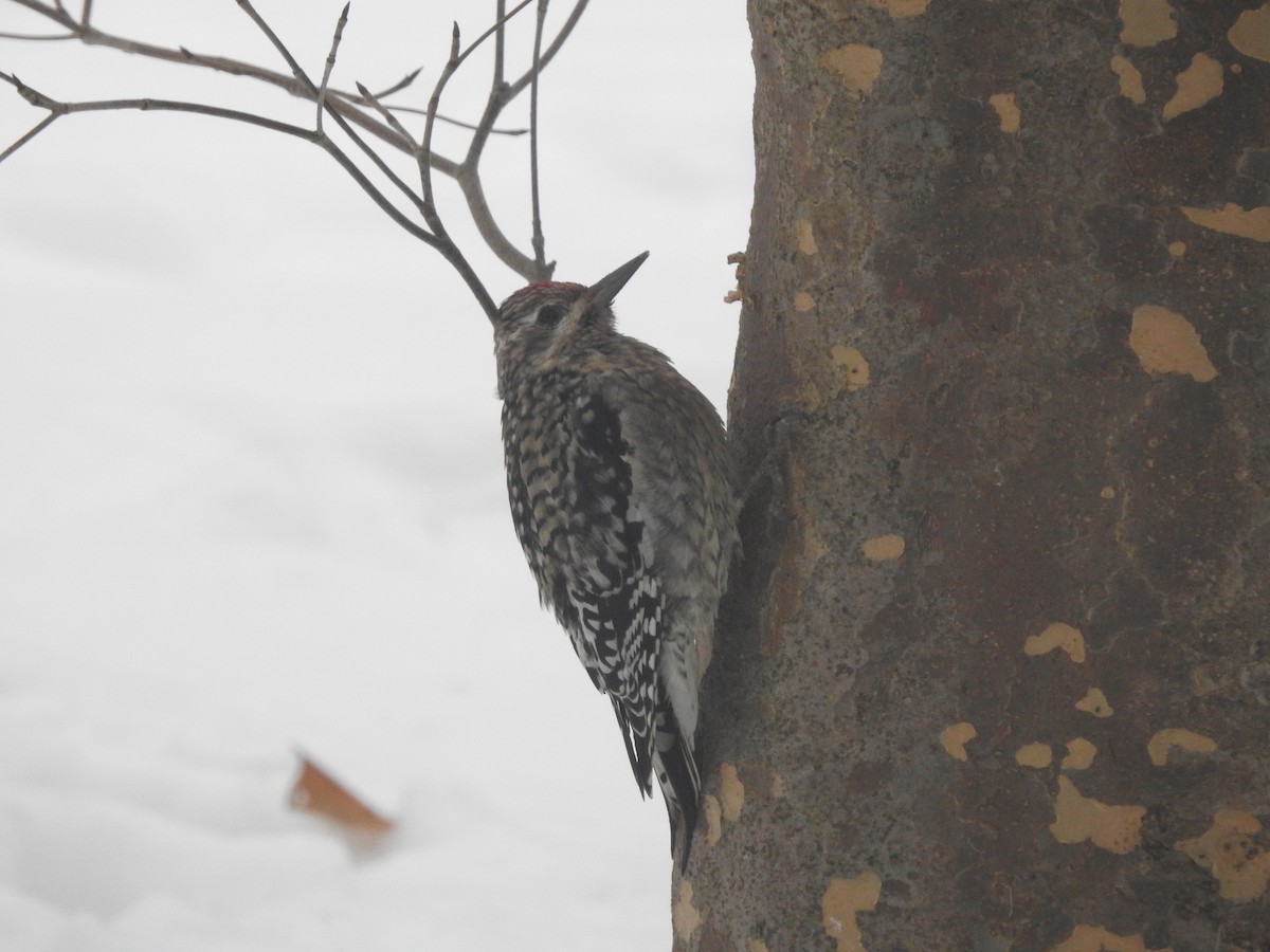 Yellow-bellied Sapsucker - ML646657345