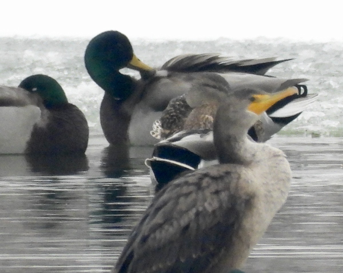 Cormorán Orejudo - ML646657346