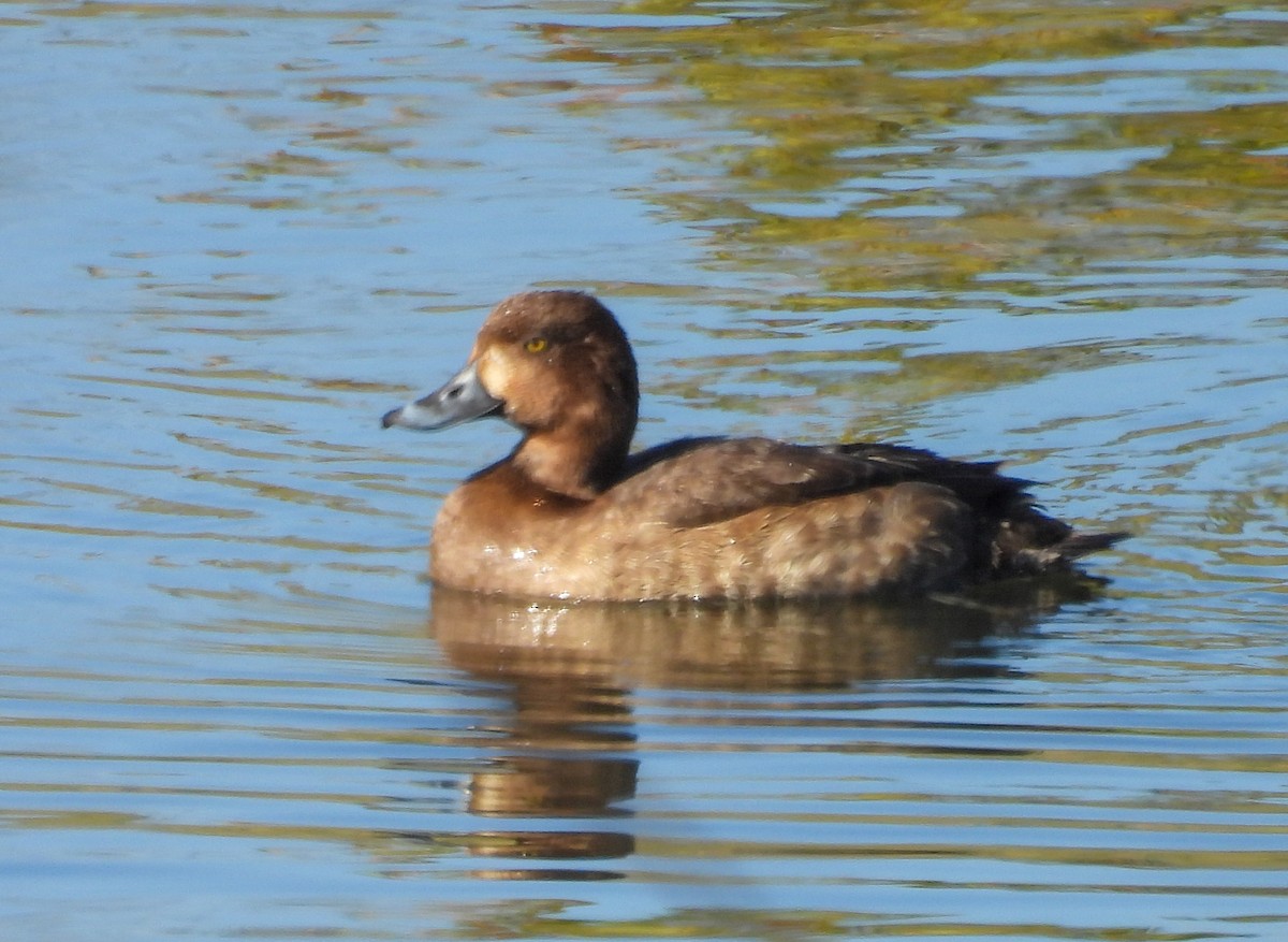 Lesser Scaup - ML646657347