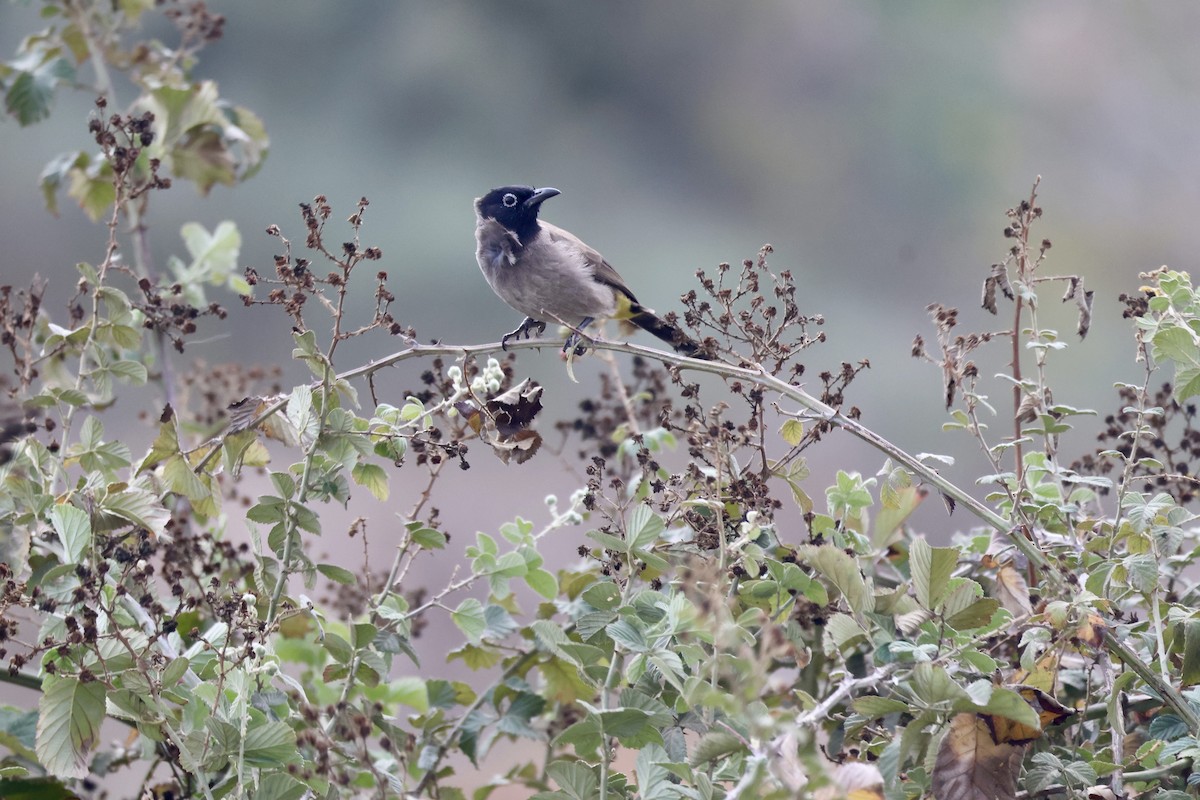 Bulbul Árabe - ML646657348