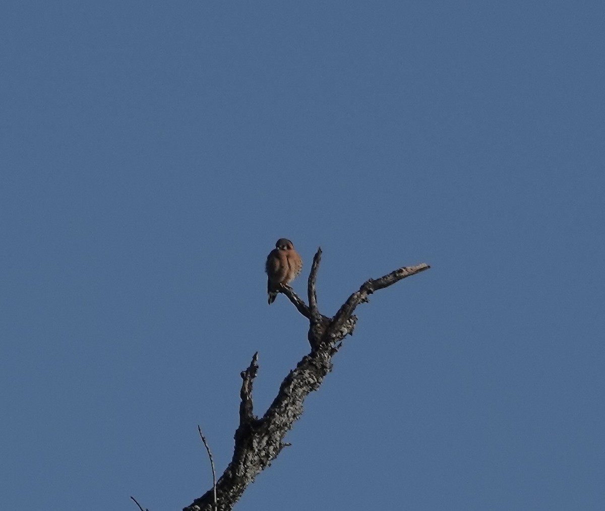 American Kestrel - ML646657349