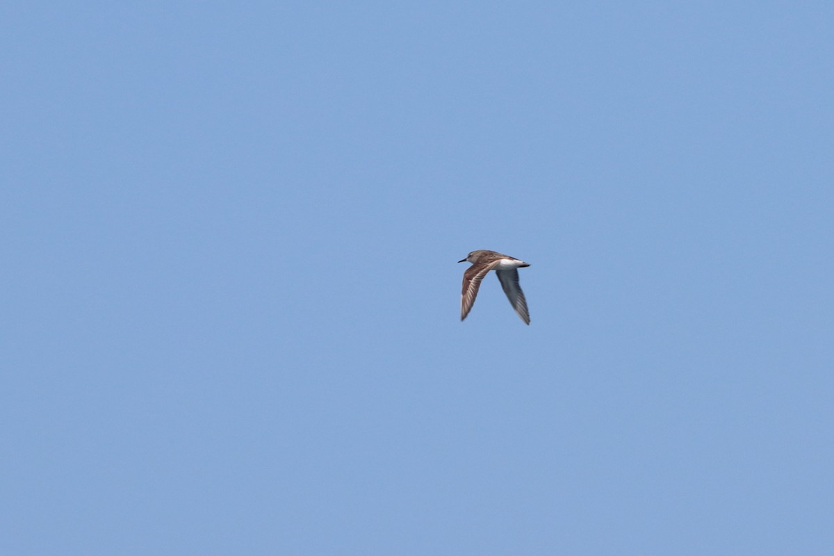 peep sp. - ML646657358