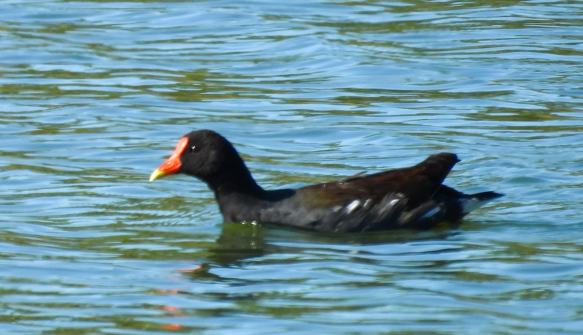Common Gallinule - ML646657359