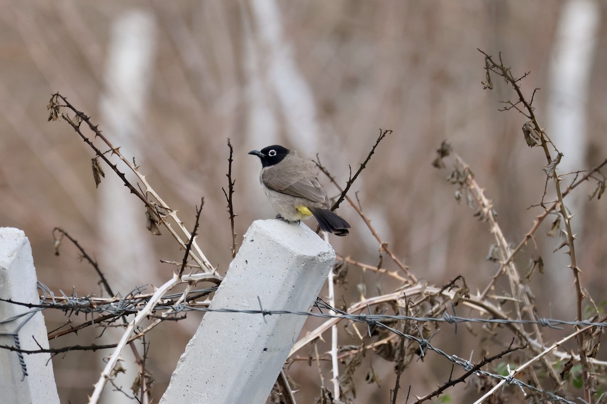 Bulbul Árabe - ML646657360