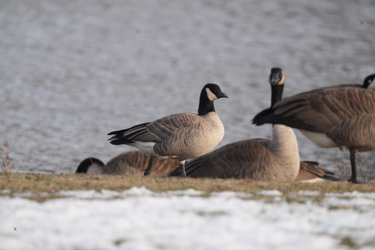 シジュウカラガン - ML646657362