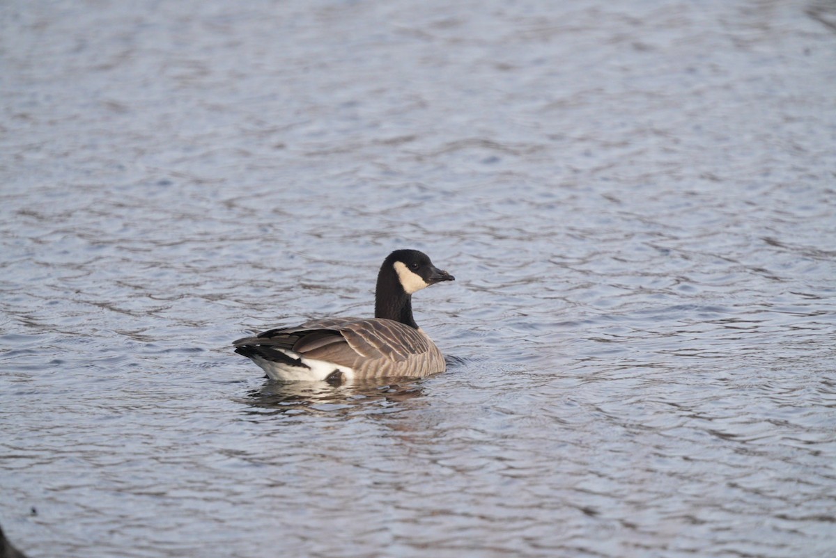 シジュウカラガン - ML646657363