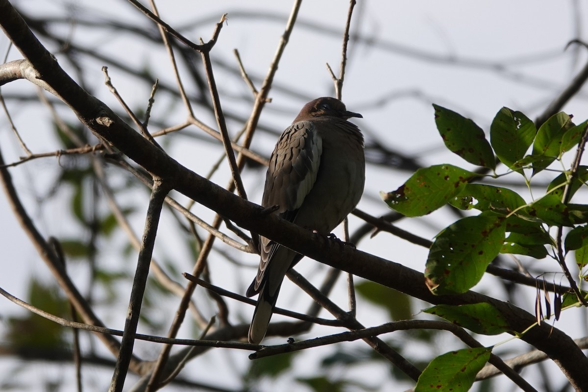 Ak Kanatlı Kumru - ML646657364