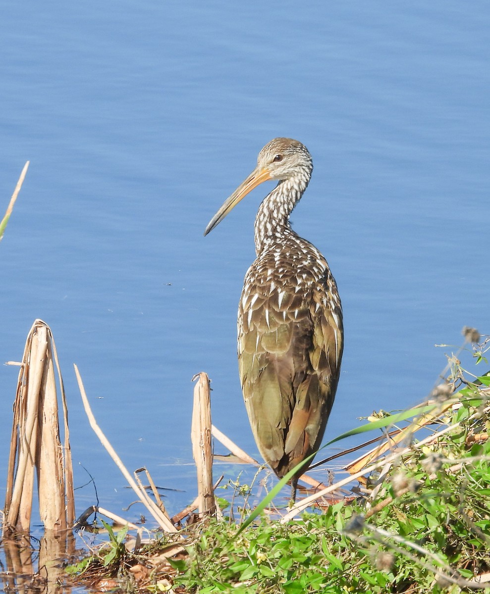 Limpkin - ML646657365