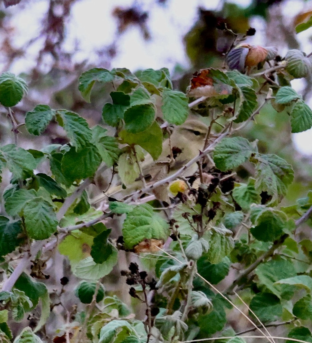 Mosquitero Común - ML646657367