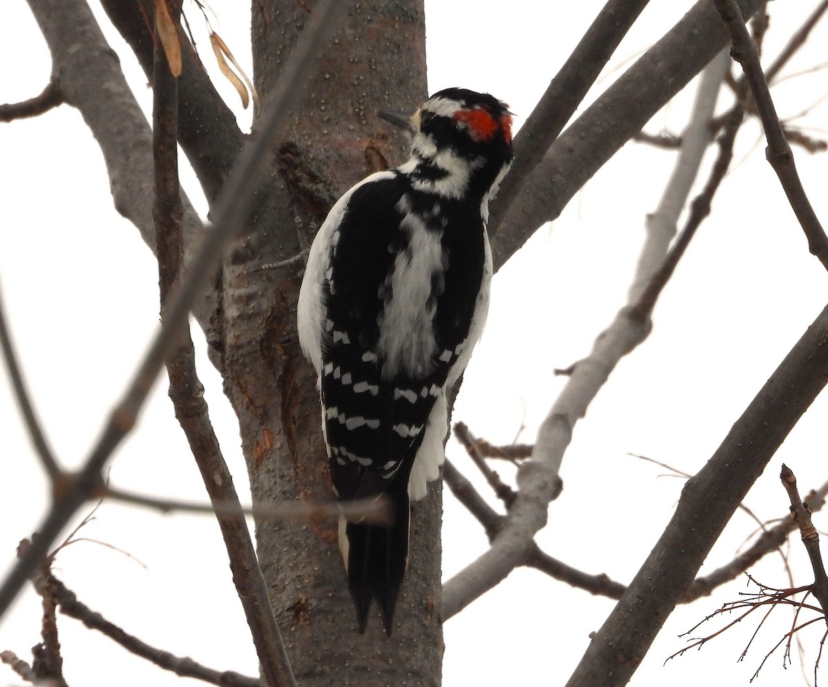 セジロアカゲラ - ML646657369