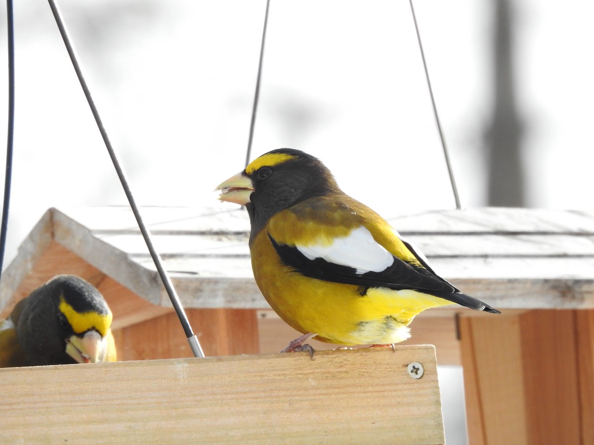 Evening Grosbeak - ML646657370