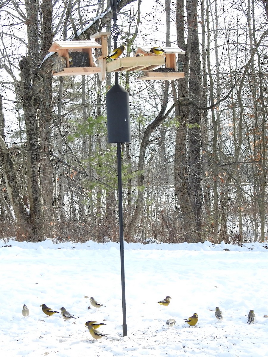 Evening Grosbeak - ML646657371