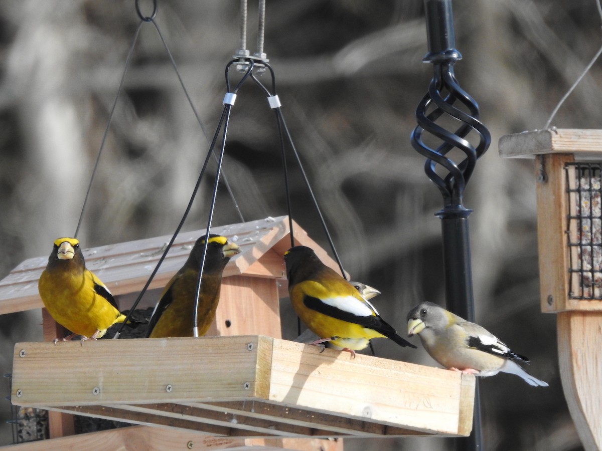 Evening Grosbeak - ML646657372