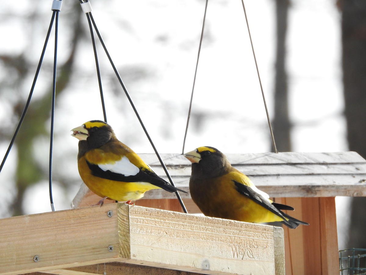 Evening Grosbeak - ML646657373