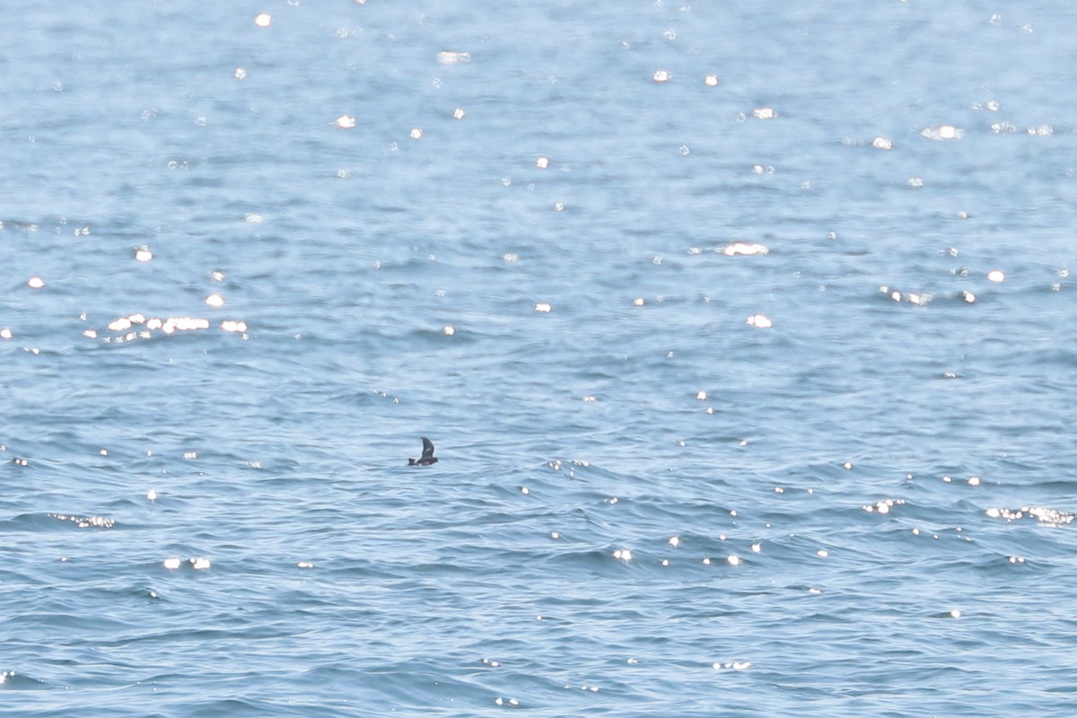 buřníček žlutonohý - ML646657376