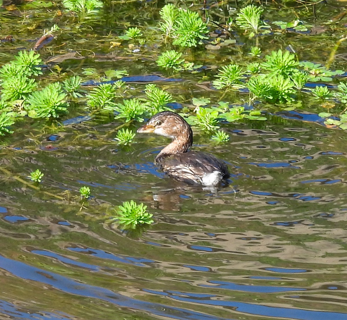 Pied-billed Grebe - ML646657377