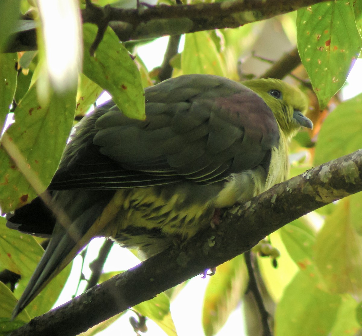 Wedge-tailed Green-Pigeon - ML646657381
