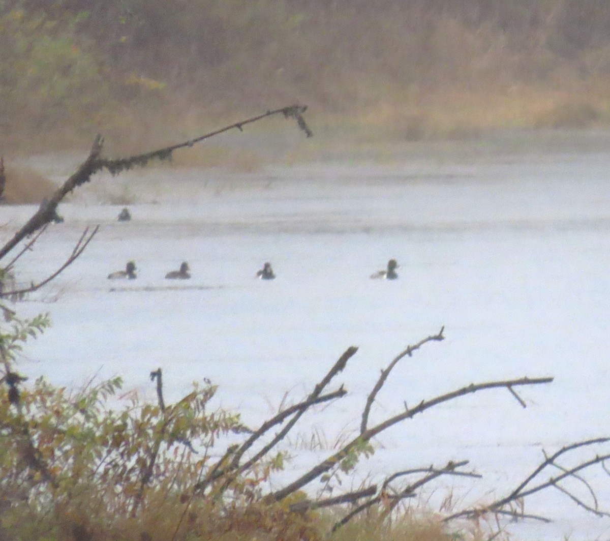 Murgilari lepokoduna - ML646657383