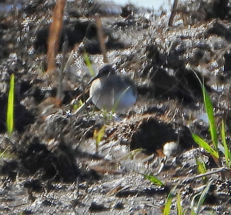 Bécasseau minuscule - ML646657384