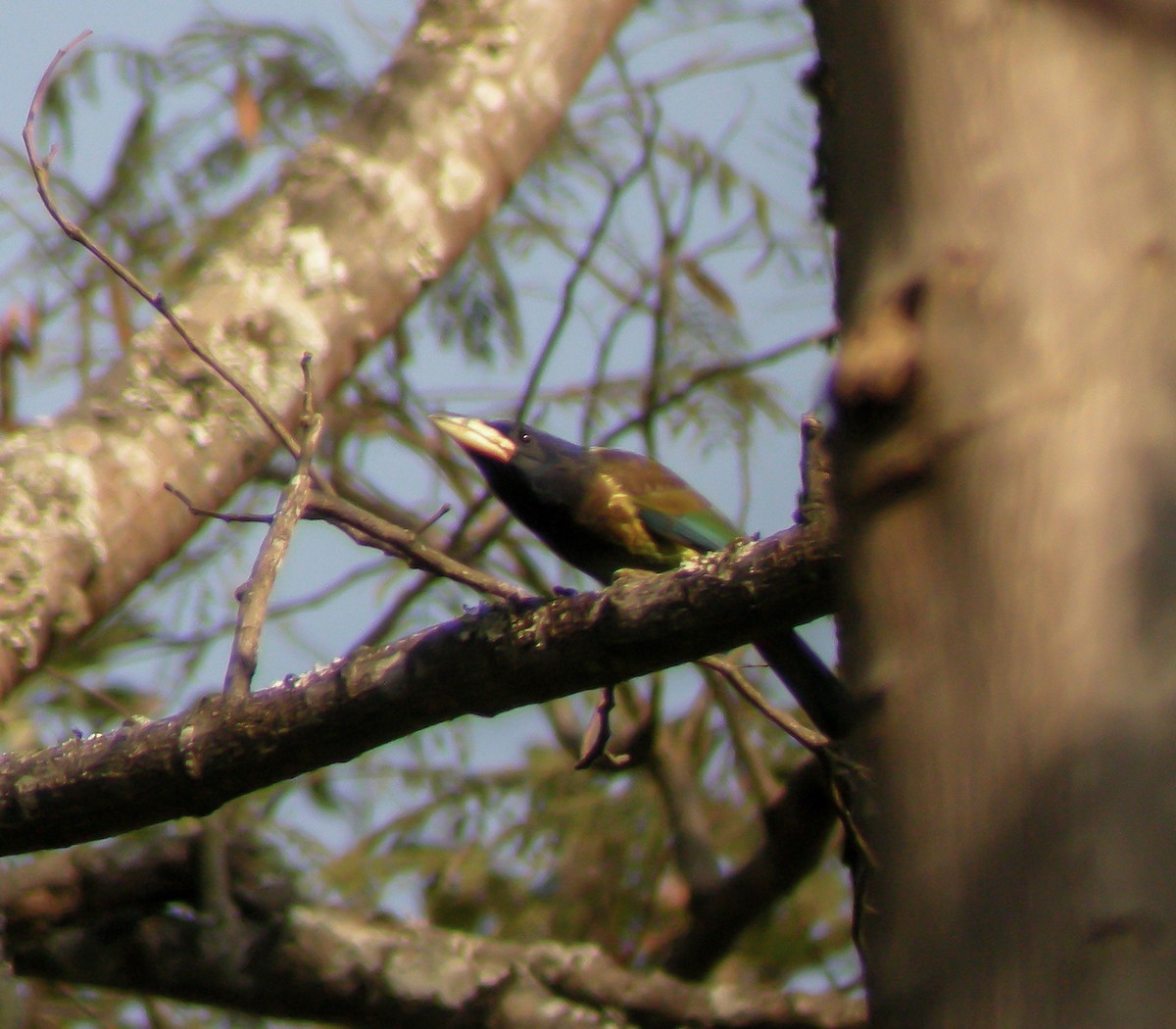 Great Barbet - ML646657388