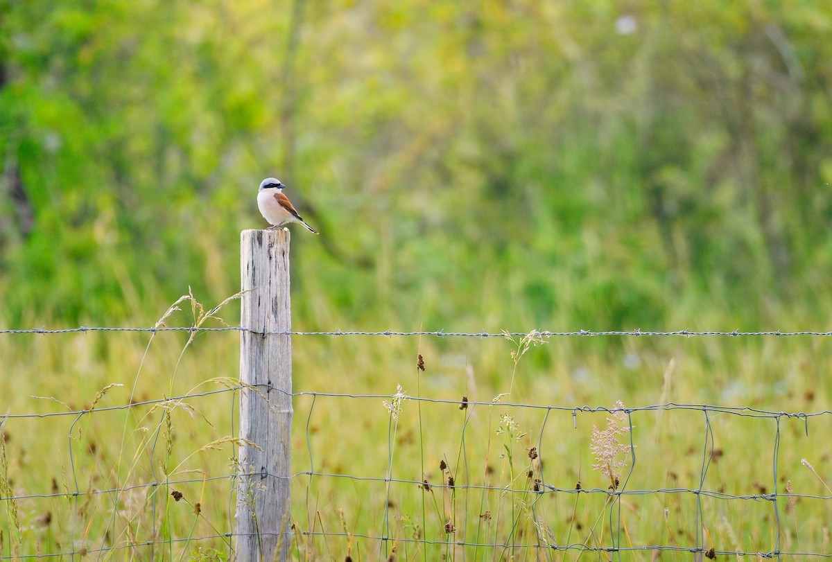 Red-backed Shrike - ML646657390