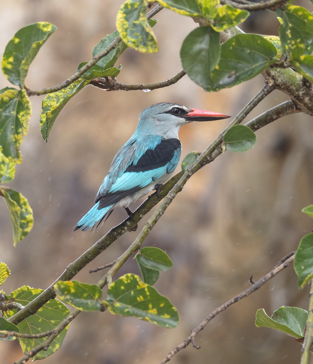 Woodland Kingfisher - ML646657391
