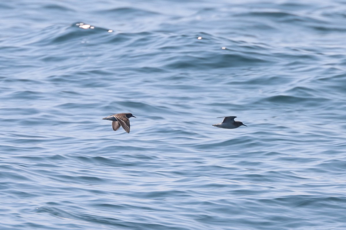 peep sp. - ML646657392