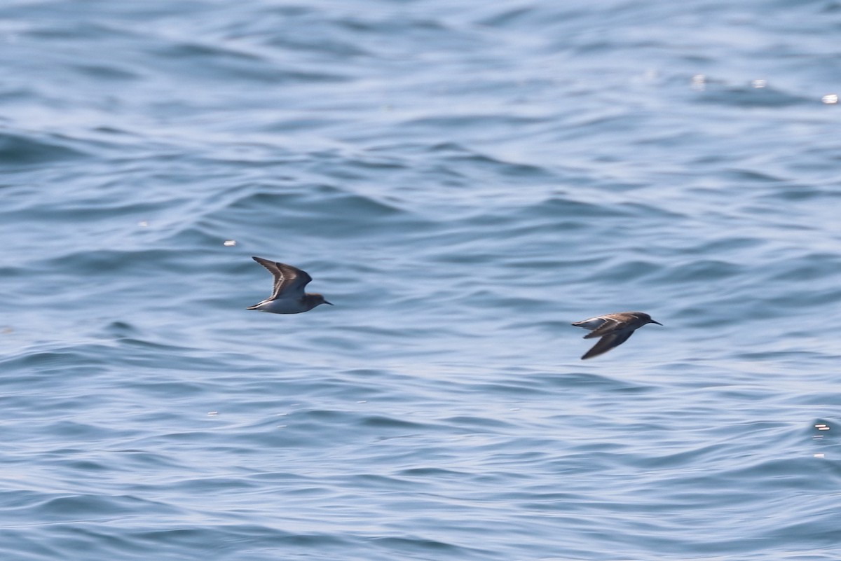 peep sp. - ML646657393