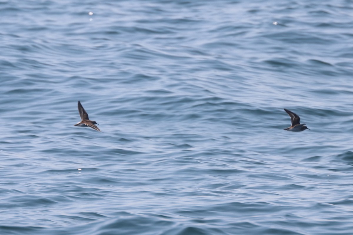 peep sp. - ML646657394