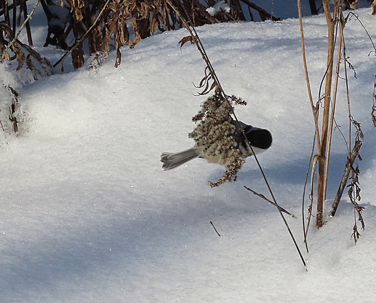 Black-capped Chickadee - ML646657398