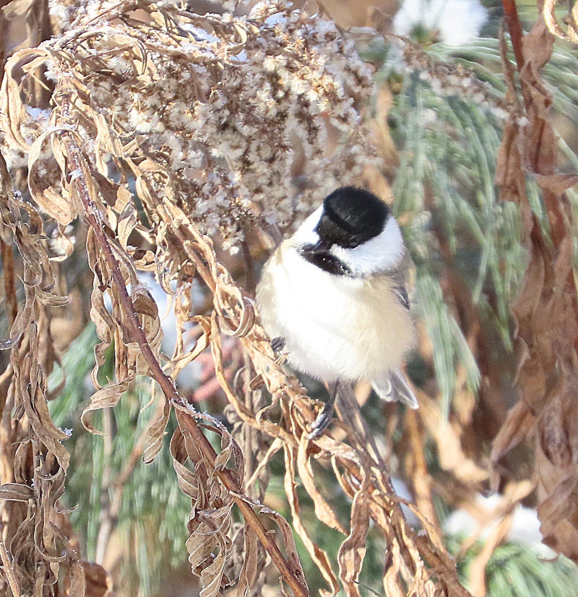 Black-capped Chickadee - ML646657399