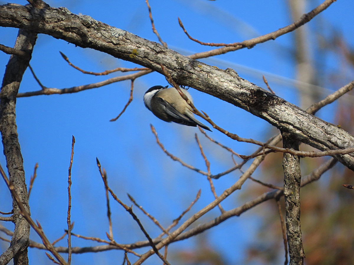 Black-capped Chickadee - ML646657400
