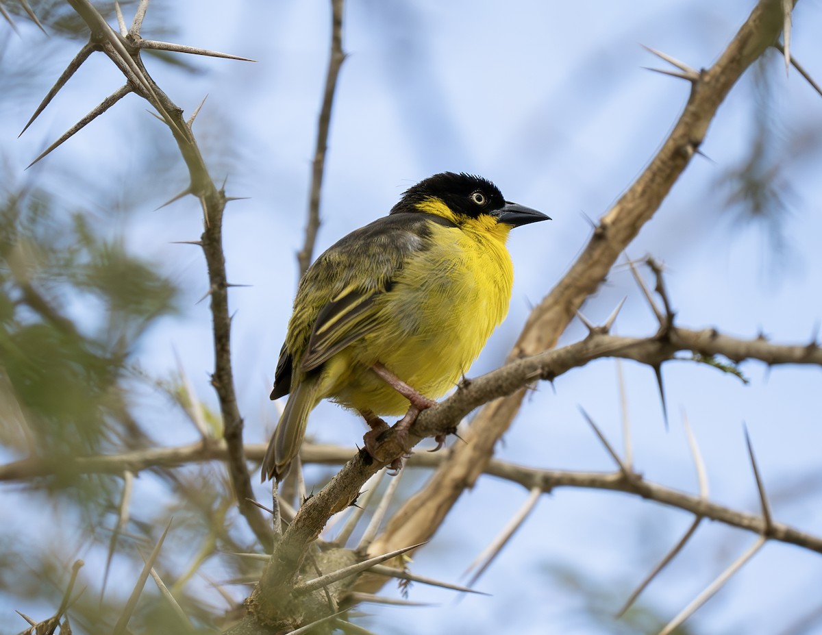 Baglafeht Dokumacısı - ML646657401