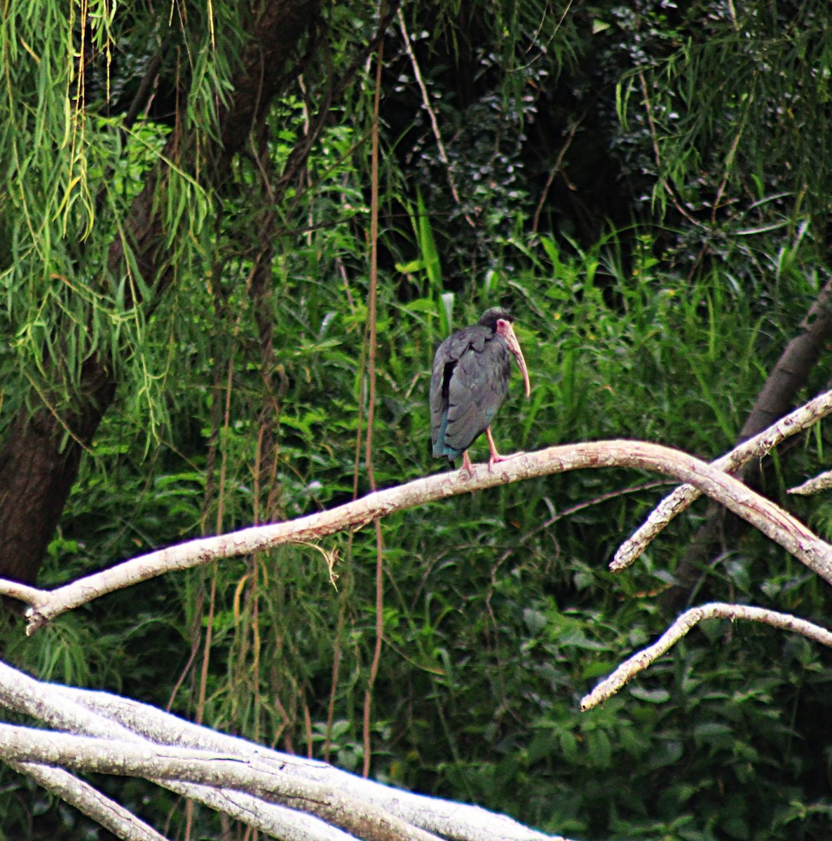 Bare-faced Ibis - ML646657402