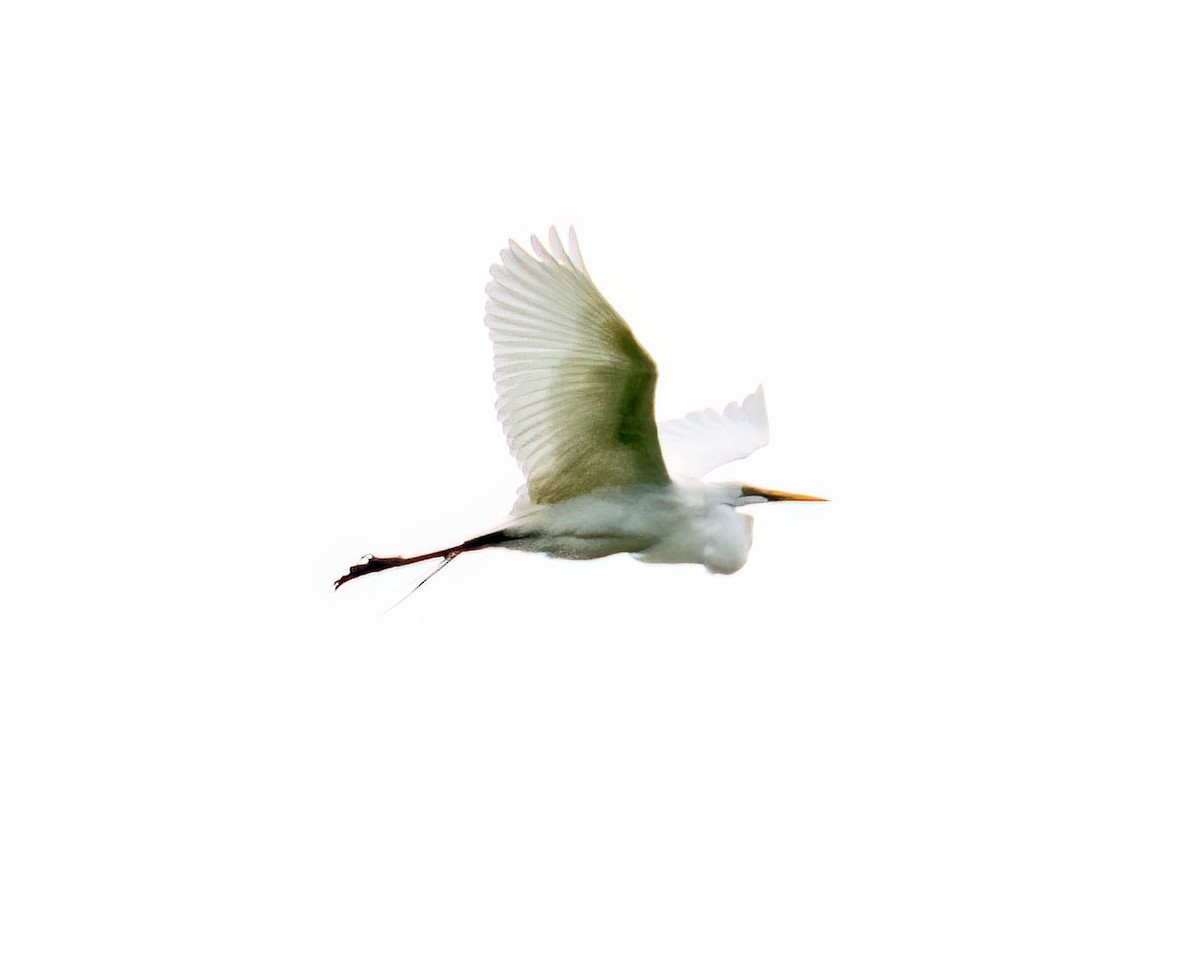 Great Egret - ML646657403