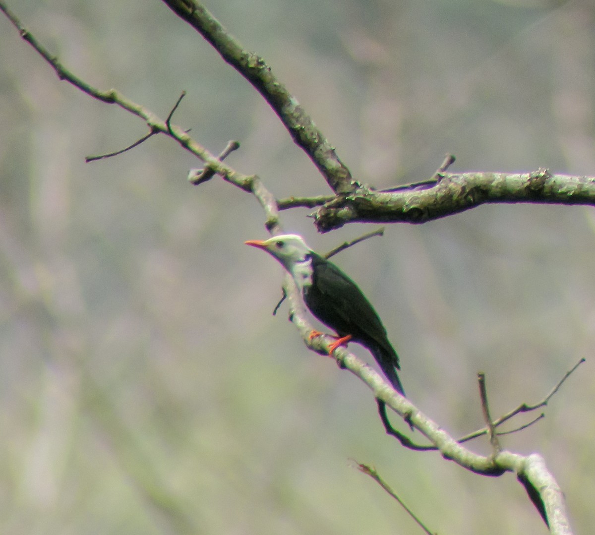 Black Bulbul - ML646657404