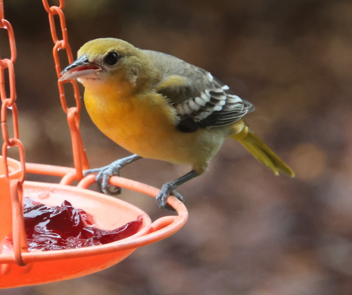 Baltimore Oriole - ML646657405