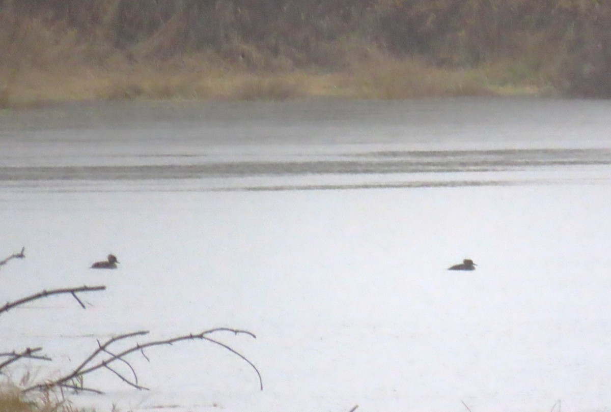 Zerra buruhandia - ML646657407