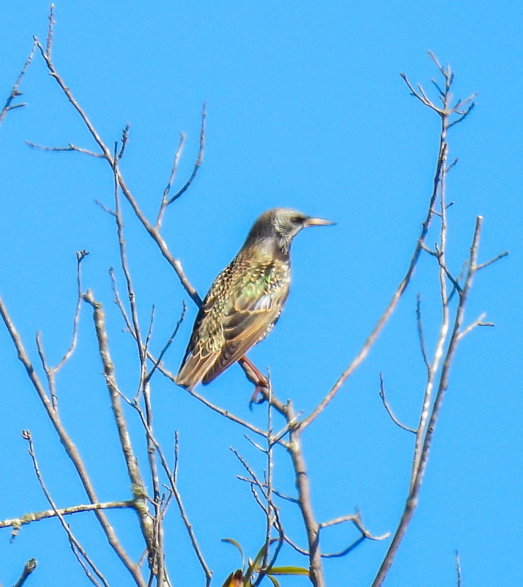 European Starling - ML646657408
