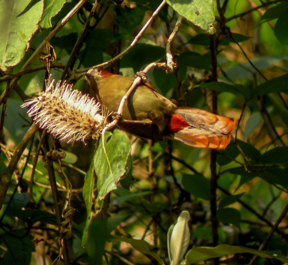 Red-faced Liocichla - ML646657409