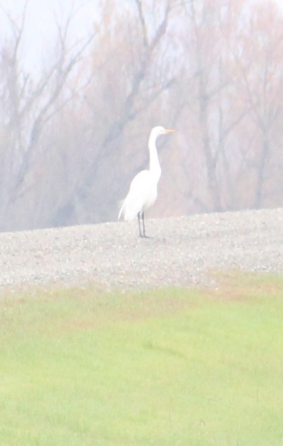 Great Egret - ML646657410