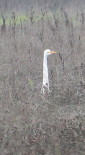 Great Egret - ML646657411