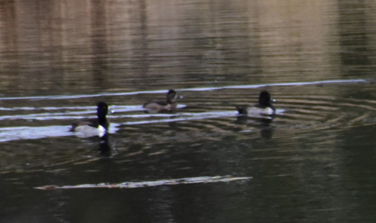 Ring-necked Duck - ML646657412