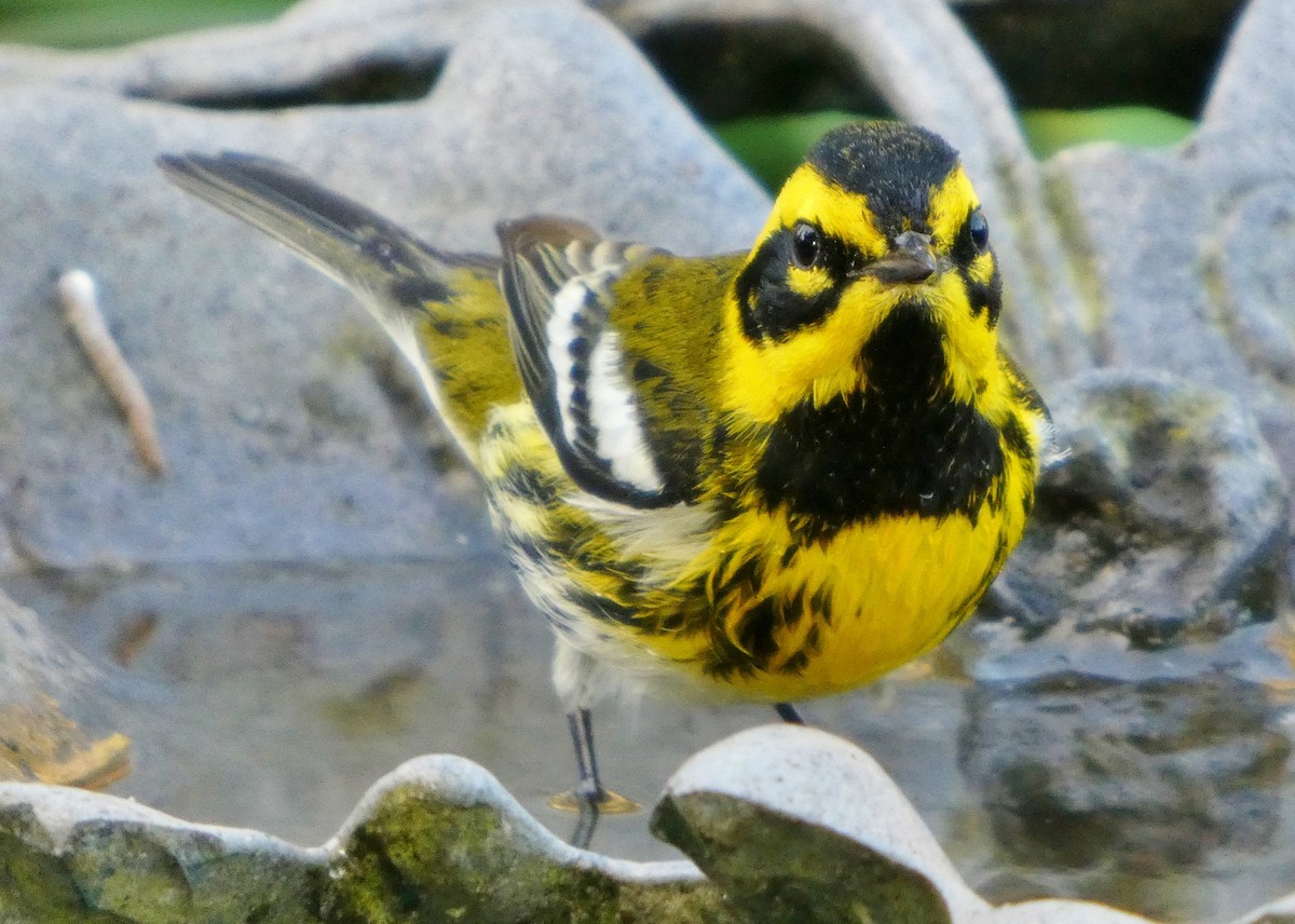 Townsend's Warbler - ML646657414