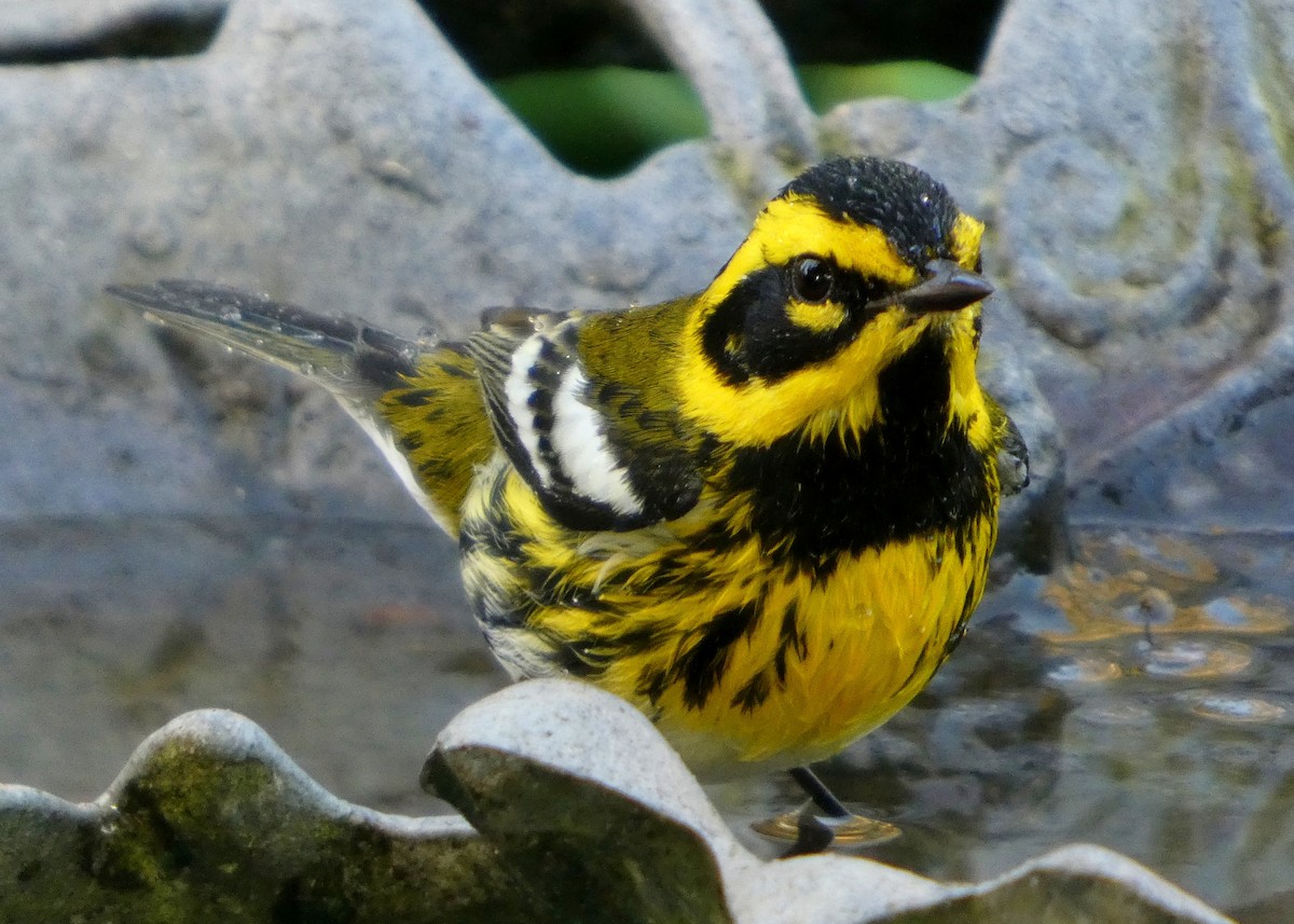Townsend's Warbler - ML646657415